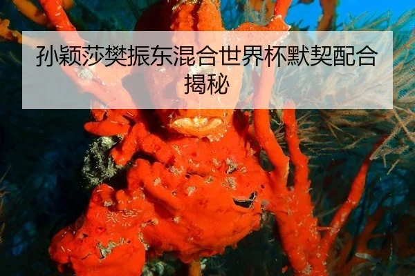 sun-ying-sha-fan-zhen-dong-hun-he-shi-jie-bei-mo-qi-pei-he-jie-mi-2-949.jpg